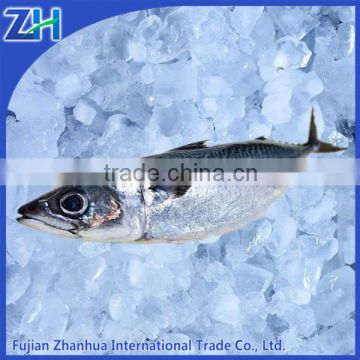 Frozen scomber japonicus pacific mackerel