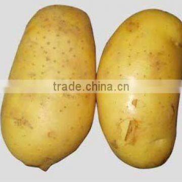 new crop fresh potato
