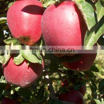 GANSU tianshui huaniu apple