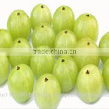 fresh gooseberry exporter/amla export in india/indian goose berry