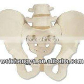 Life-Size Pelvis With 2 pcs Lumbar Vertebrae