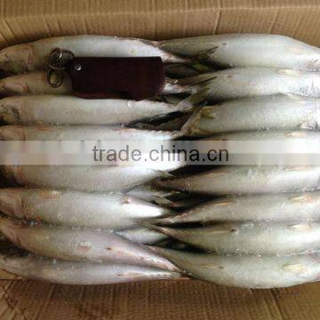 frozen pacific mackerel whole round