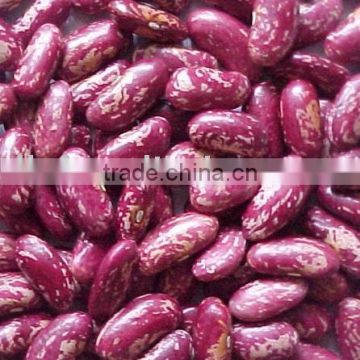 red speckled kidney bean/purple speckled kidney bean