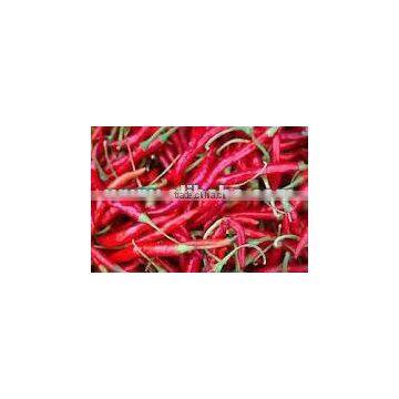 Indian dry red chilli