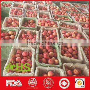 Chinese Shandong Fresh Fuji Apples for Export