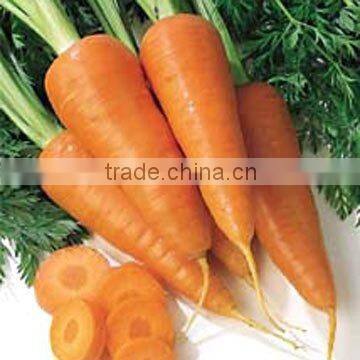 2012 fresh carrot for sales