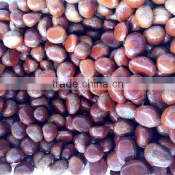 bulk chestnut edible with high quality