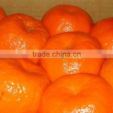 Fresh Mandarin ( Calamantine ) From Egypt