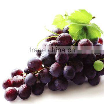 Grape Seed Extract Powder