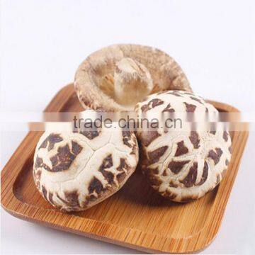 Shiiake mushroom sale, lentinus edodes