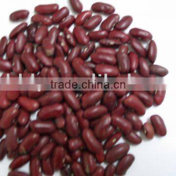 british kind dark red kidney bean