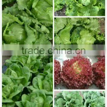 Hybrid F1 lettuce seeds