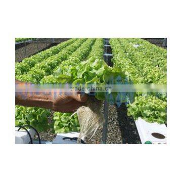 Agricultural NFT Cultivation Channel Used Greenhouse photo-2