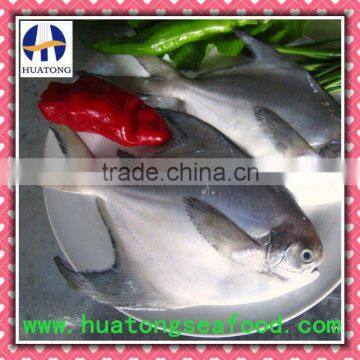 100-150g Silver Pomfret seafood