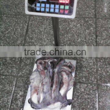 Frozen Squid Tentacle Of ILLex Squid photo-2