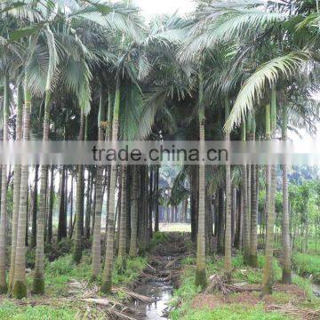 Archontophoenix Alexandrae and Rooted Outdoor Palm Trees photo-3