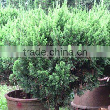 Juniperus chinensis