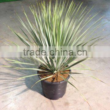 Yucca Rostrata photo-2