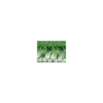 cabbage,cabbage supplier,Chinese supplier,Chinese cabbage supplier