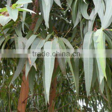 Free Sample Pure Natrural Eucalyptus Oil Extract Bulk Gmp With Best Price for Wholesale