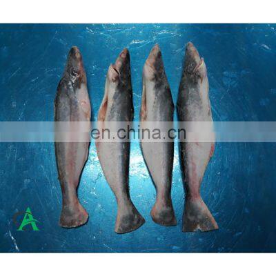 Wholesale for Fresh and frozen IQF basa, pangasius fish From Vietnam