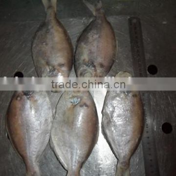 Frozen Butterfish Exporters 180-200g