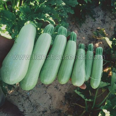 Jade 808 Hybrid Summer Squash Variety