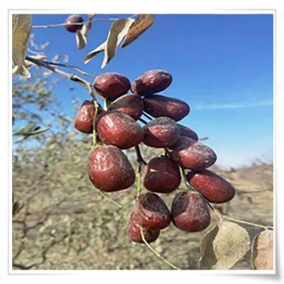 Grapes Hanging Dried Apricats Almonds Prunes Mulberries Palm Pistachio Nut Almonds Prune Chinese photo-5