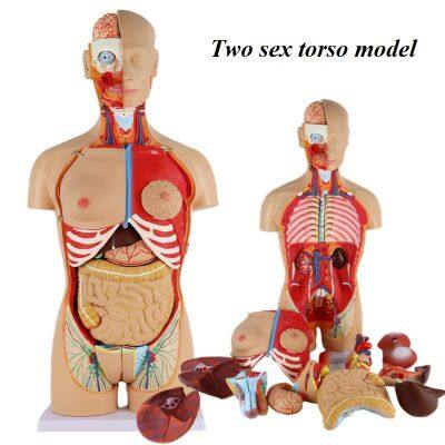 Spine Model Skull Model Muscular Model Medical Education Model