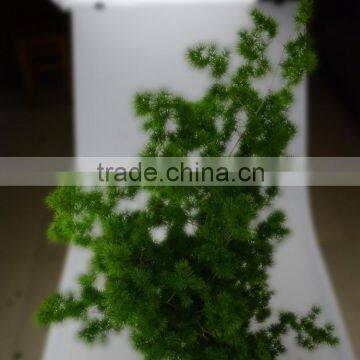 Newest hot-sale Decorative plants Asparagus Myrioeladus for sale