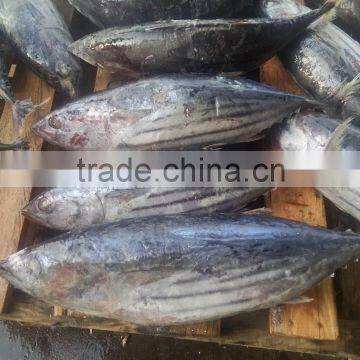 Brine Frozen Skip Jack Tuna Whole Round on Board photo-2