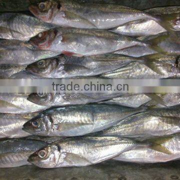 price frozen horse mackerel IQF