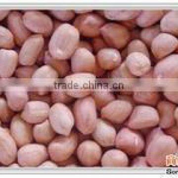 Huaxiaobao Peanut Variety Domination: Zhongkaihua 1 photo-4