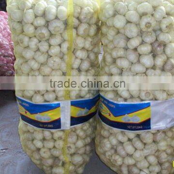 6cm up Pure white garlic