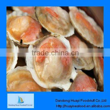 High quality half shell frozen scallop