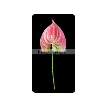 Artificial PU flower Anthurium Real Touch Leather flower