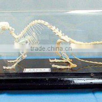 Animal skeleton--Delicate rat/mouse skeleton specimen for teaching or medical purpose