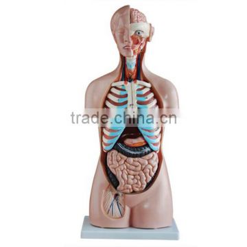 Dual Sex Torso model With open back 17parts