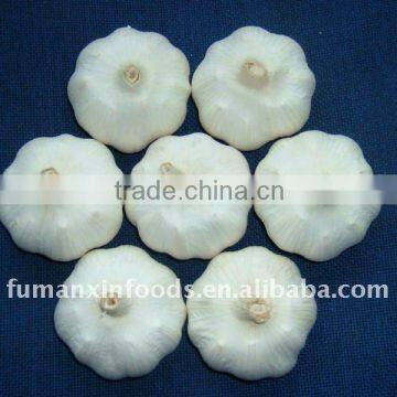 Chinese Garlic