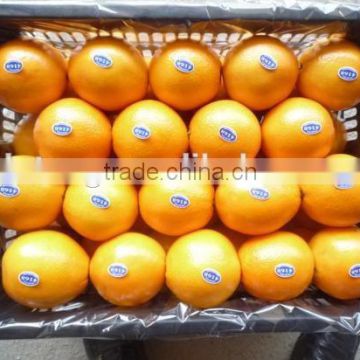 Fresh Navel Orange Citrus Fruits 15kg Box