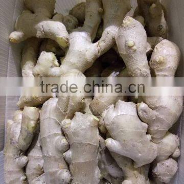 Shandong Air Dry Ginger at Cheap Price