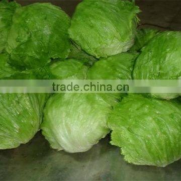 Fresh iceberg lettuce