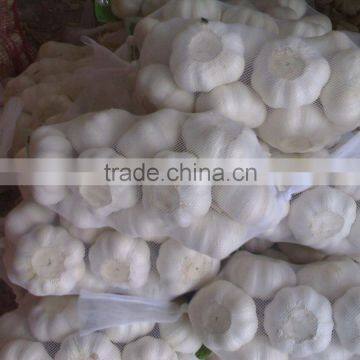 6.5 cm pure white garlic