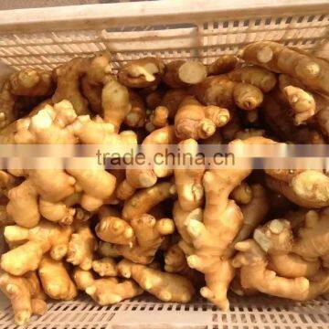 China New Fresh Ginger photo-2