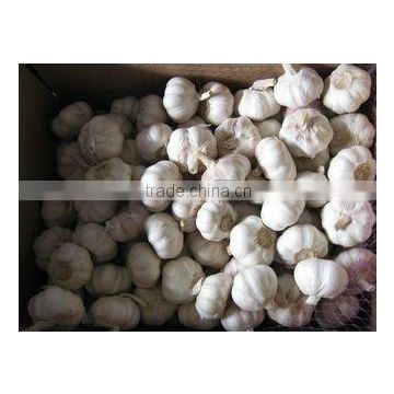 Chinese Normal White Garlic