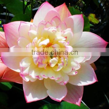 New lotus flower seeds and water Lily seeds for planting and sale wholesale