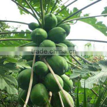 Coconut Sugar photo-4