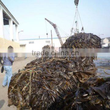 2014 year crop of Dried laminaria cut