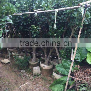 pomelo fruit tree