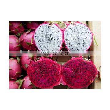 Pitaya / Dragon Fruit Microwave Vacuum Dryer photo-4